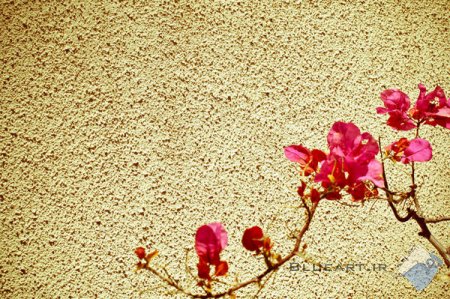 آموزش عکاسی-شاخه های مختلف عکاسی مینیمالیستی minimalist photography